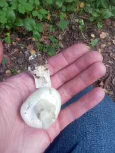 Гриб из Москва