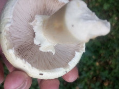 Гриб из Москва