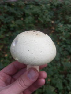 Гриб из Москва