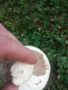 Гриб из Москва