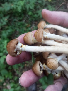 Гриб из Москва