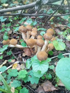 Гриб из Москва