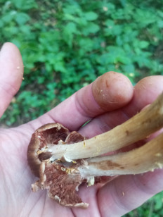 Гриб из Москва