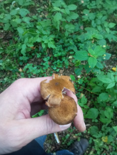 Гриб из Москва