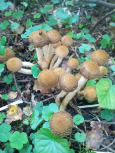 Гриб из Москва