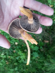 Мокруха пурпуровая