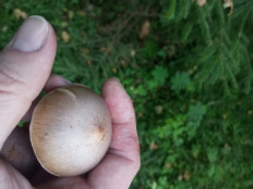 Мокруха пурпуровая