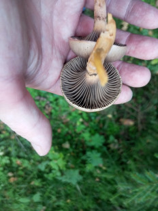 Мокруха пурпуровая