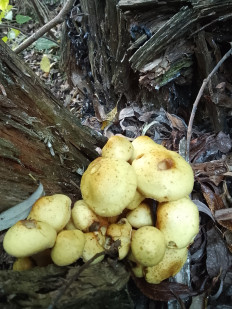 Гриб из Москва