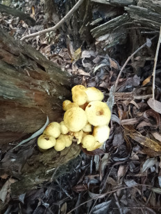 Гриб из Москва