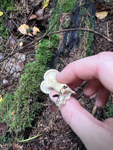 Гриб из Калининград , Сокольники