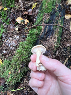 Гриб из Калининград , Сокольники