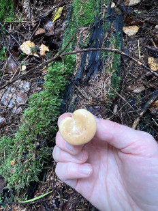 Гриб из Калининград , Сокольники