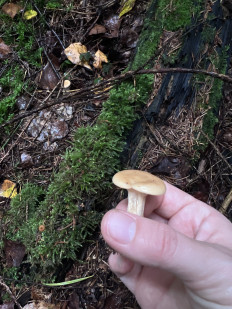 Гриб из Калининград , Сокольники