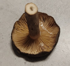 Гриб из Павловский Посад