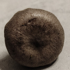 Гриб из Павловский Посад