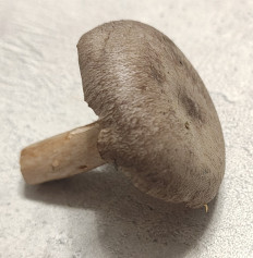 Гриб из Павловский Посад