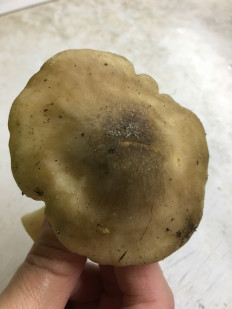 Гриб из Московская область