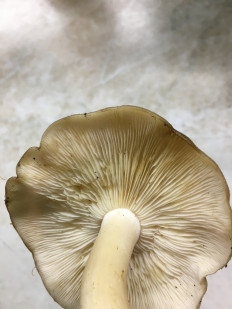 Гриб из Московская область