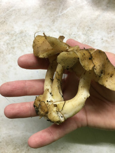 Гриб из Московская область