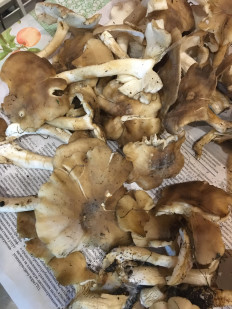 Гриб из Московская область