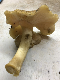 Гриб из Московская область