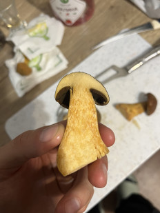 Гриб из Нижегородская область