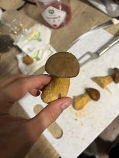 Гриб из Нижегородская область