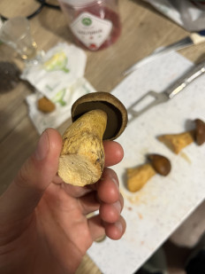 Гриб из Нижегородская область