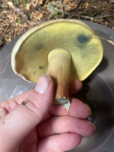 Гриб из Bahmaro