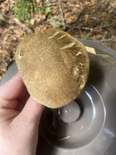 Гриб из Bahmaro