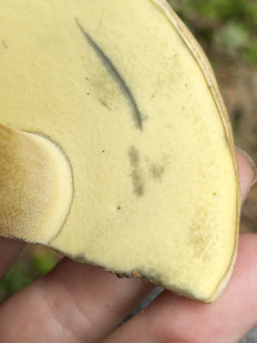 Гриб из Bahmaro