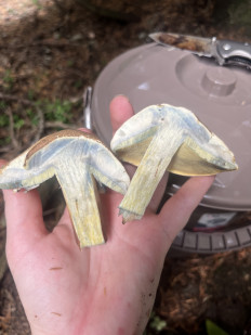 Гриб из Bahmaro