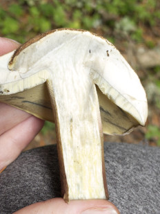 Гриб из Bahmaro