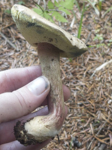 Гриб из Bahmaro