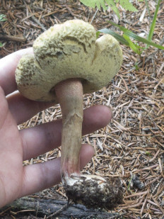 Гриб из Bahmaro