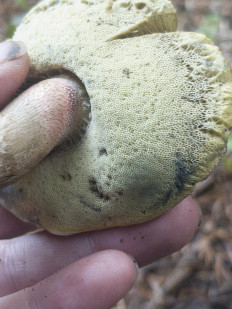 Гриб из Bahmaro