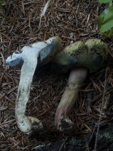 Гриб из Bahmaro