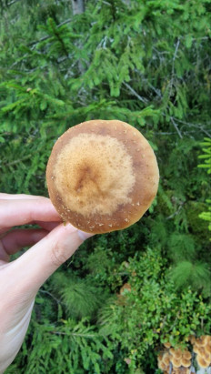 Опёнок осенний