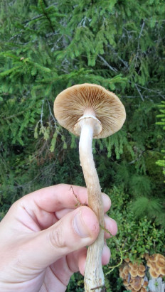 Опёнок осенний