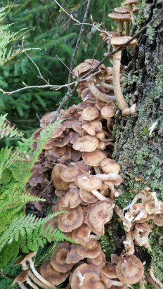 Опёнок осенний