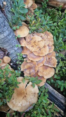 Опёнок осенний