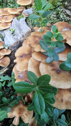 Опёнок осенний