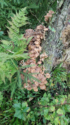 Опёнок осенний