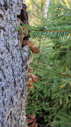 Опёнок осенний