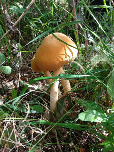 Гриб из Ванино