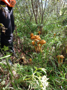 Гриб из Ванино