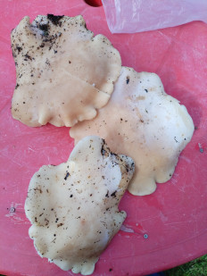 Гриб из Barnaul