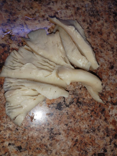 Гриб из Barnaul