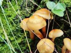 Гриб из Челябинск